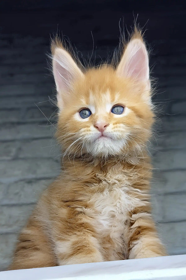 Chilli | maine coon kitten