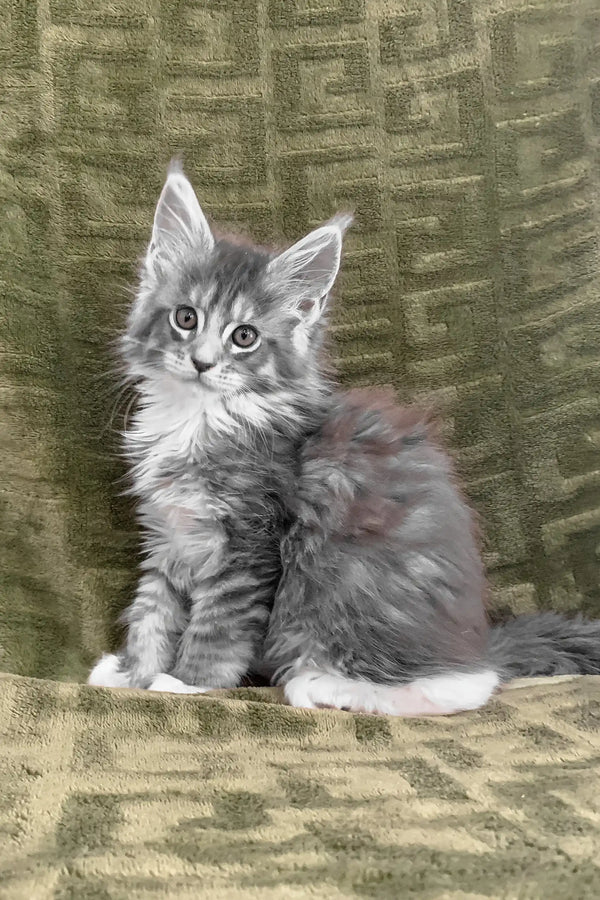 Cute Gray Tabby Kitten with White Paws named Chino from Maine Coon breed