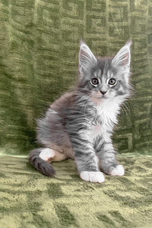 Cute gray and white Maine Coon kitten named Chino ready for adoption