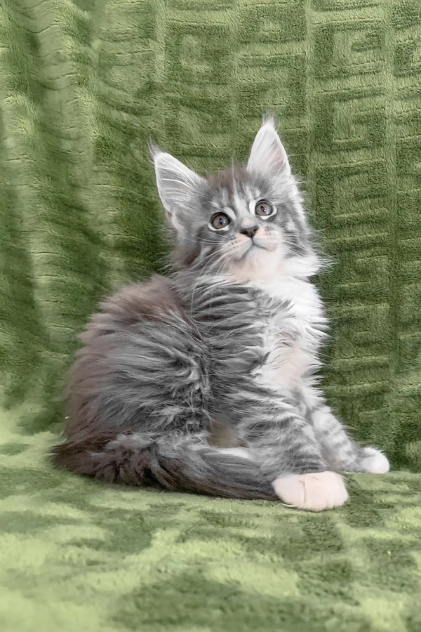 Gray and white Maine Coon kitten named Chino playing adorably on a soft blanket