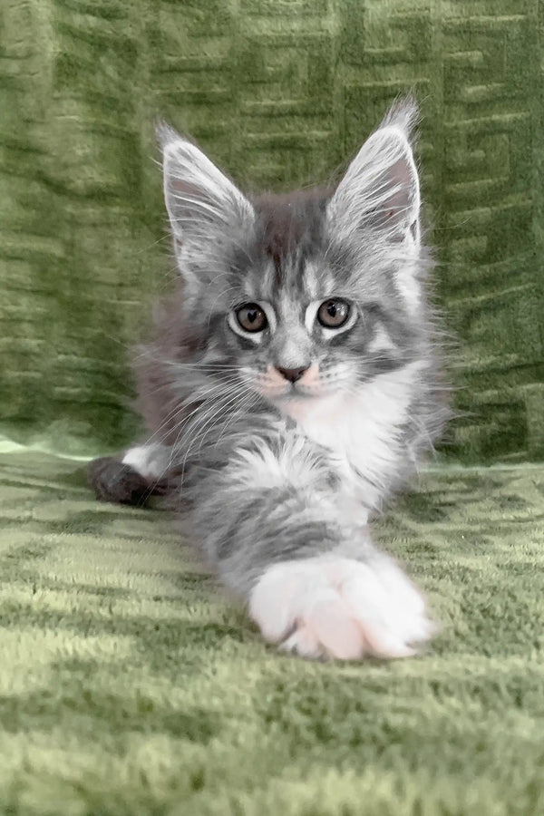 Gray and white Maine Coon kitten named Chino looking adorable and playful