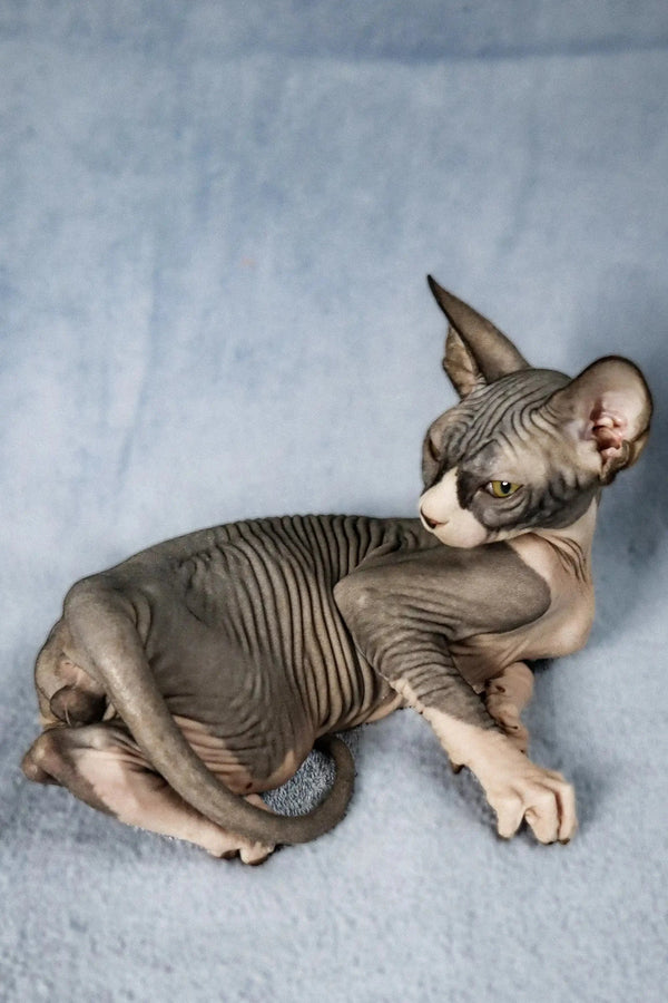 Adorable Hairless Sphynx kitten named Chips, ready for a loving family