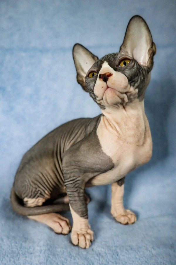 Adorable Hairless Sphynx kitten with big ears, perfect for a loving family with Chips