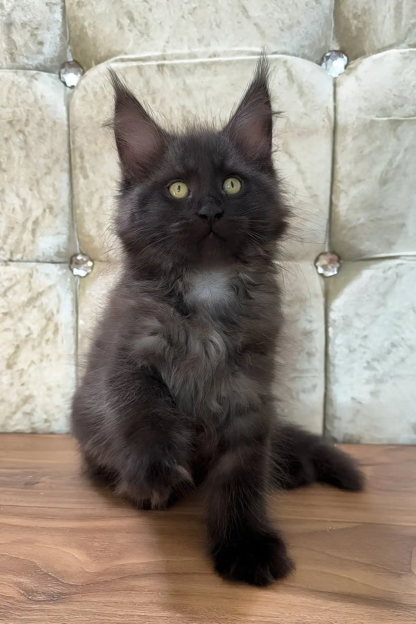 Chloe | maine coon kitten