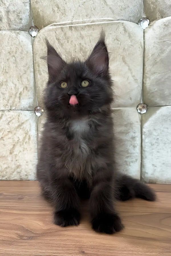 Chloe | maine coon kitten