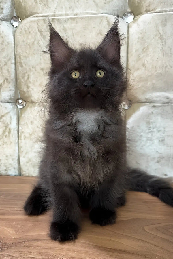 Chloe | maine coon kitten