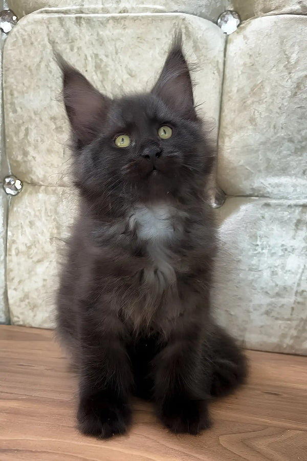 Chloe | maine coon kitten