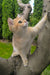 Chloe | scottish straight kitten