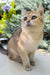 Chloe | scottish straight kitten