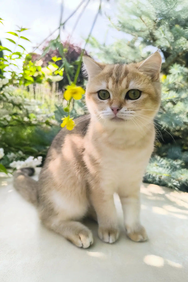 Chloe | scottish straight kitten
