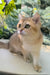 Chloe | scottish straight kitten