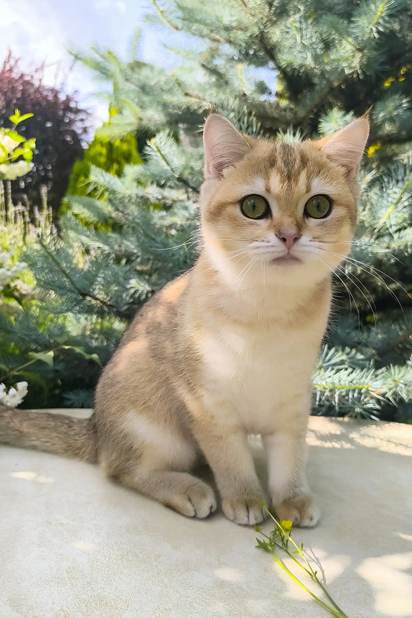 Chloe | scottish straight kitten