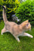 Chloe | scottish straight kitten