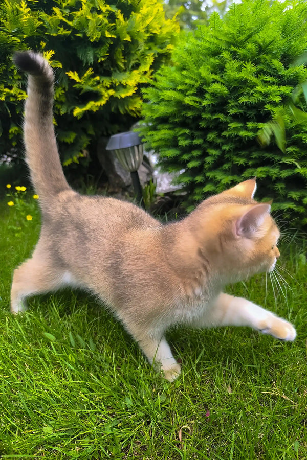 Chloe | scottish straight kitten