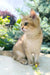 Chloe | scottish straight kitten