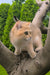Chloe | scottish straight kitten