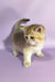 Adorable Golden British Shorthair kitten featured in Chloe Scottish Straight Kitten product