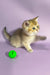 Golden kitten playing with a green ball in Chloe the Scottish Straight Kitten product