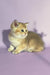 Adorable Golden Tabby Kitten named Chloe from the Scottish Straight breed