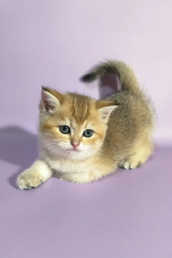 Golden tabby kitten with blue eyes from Chloe Scottish Straight Kitten collection