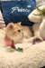 Golden kitten playing with a toy from Chloe, the adorable Scottish Straight Kitten