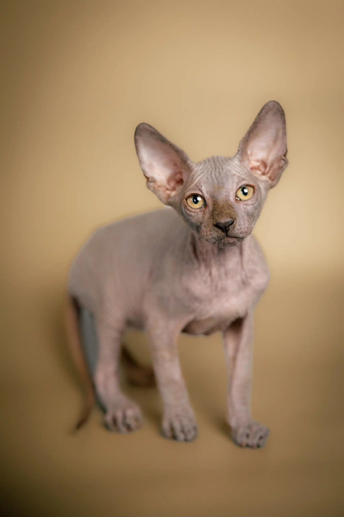 Hairless Sphynx Cats & Kittens for Sale Chowder | Kitten