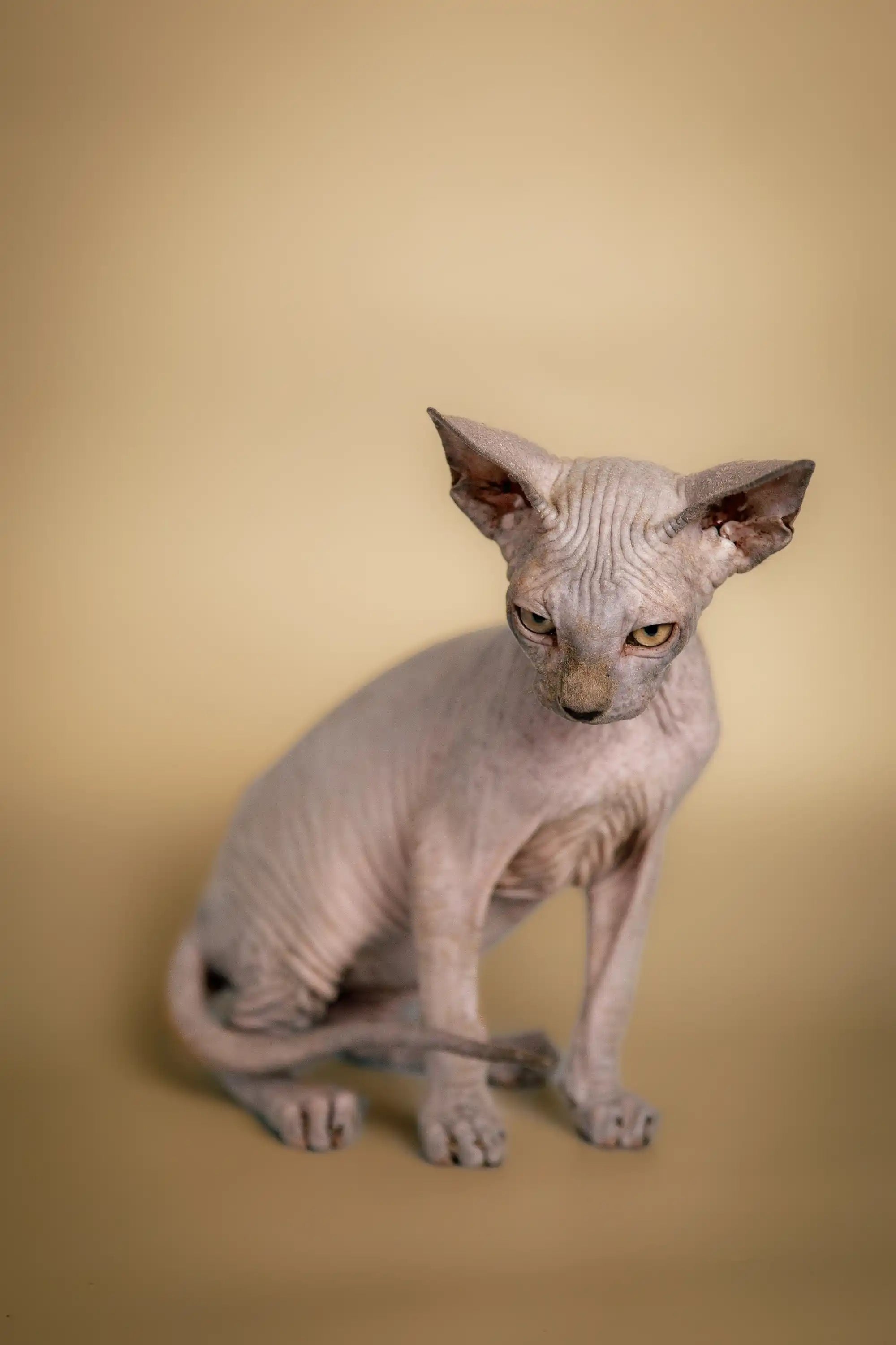 AVADA - Best Sellers Chowder | Sphynx Kitten