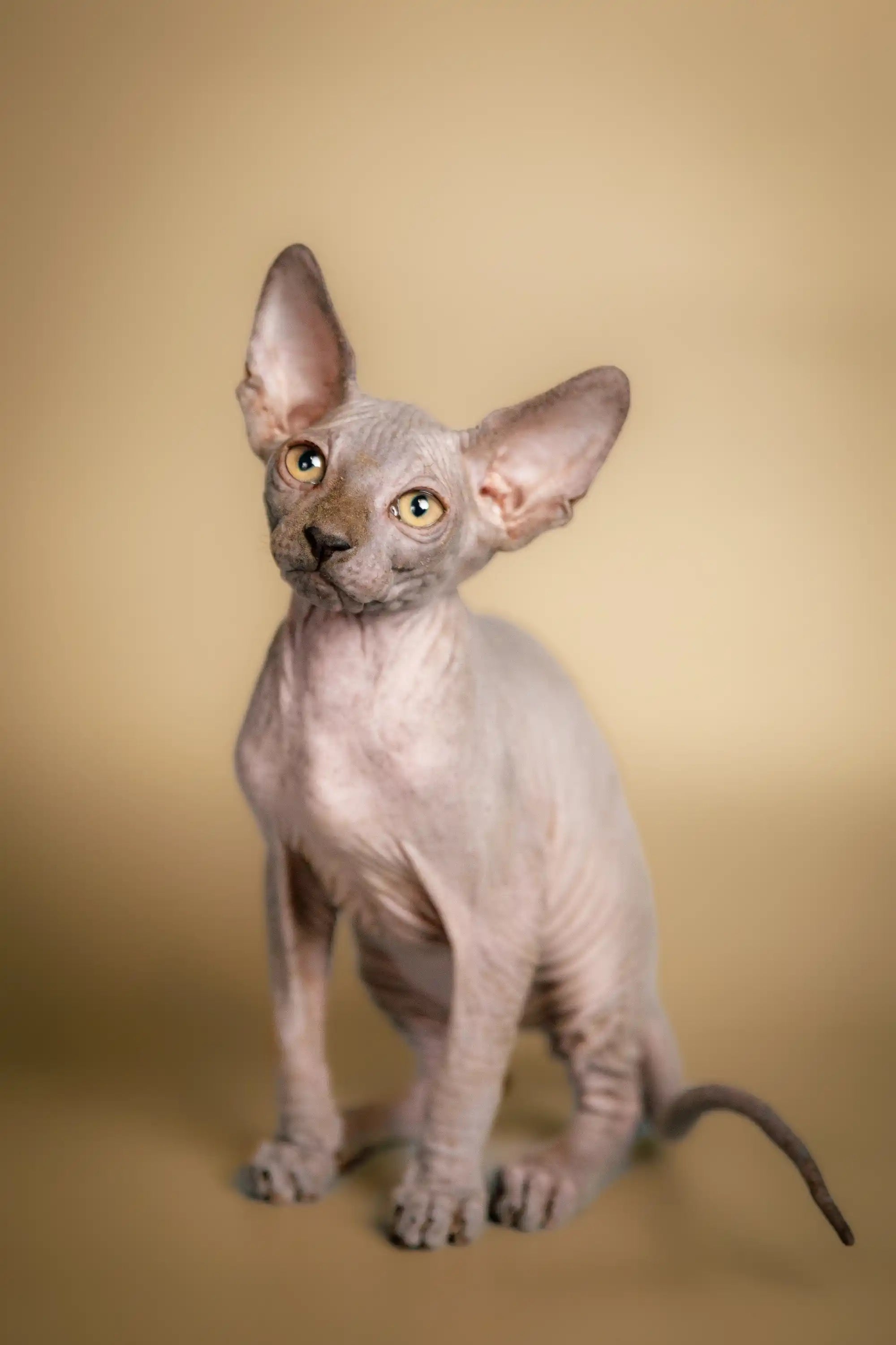 Hairless Sphynx Cats & Kittens for Sale Chowder | Kitten