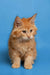 Fluffy orange Maine Coon kitten with long fur and alert ears, perfect for cuddles