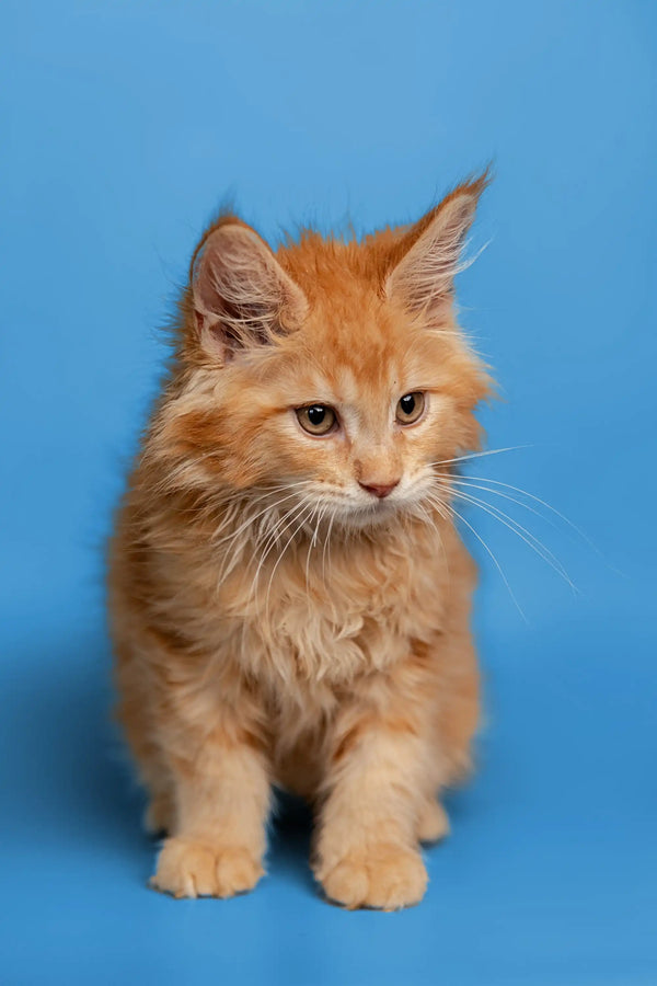 Fluffy orange Maine Coon kitten with long fur and alert ears, perfect for cuddles