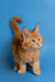 Orange tabby Maine Coon kitten with fluffy fur and an alert expression