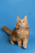 Fluffy orange Maine Coon kitten with alert ears and expressive eyes