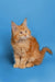 Orange Maine Coon kitten Chris with fluffy fur and pointed ears, adorable coon kitten