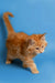 Fluffy orange Maine Coon kitten with raised tail on a blue backdrop