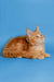 Orange Maine Coon kitten lying down with an alert expression, showcasing its charm