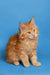 Fluffy Maine Coon kitten named Chris with curious eyes and perky ears