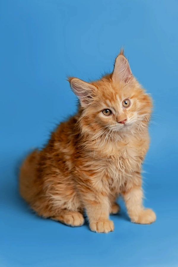 Fluffy orange Maine Coon kitten with long fur and alert expression, perfect for cuddles