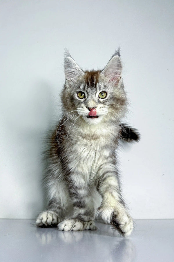 Gray and white tabby kitten with tongue out, a playful Polydactyl Maine Coon