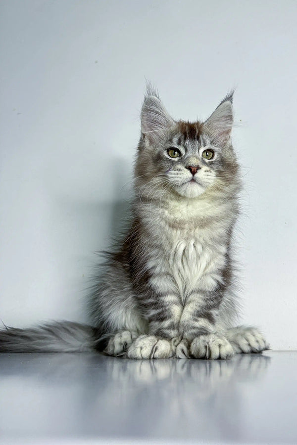 Fluffy gray and white Maine Coon kitten, a cute polydactyl Maine Coon sitting upright