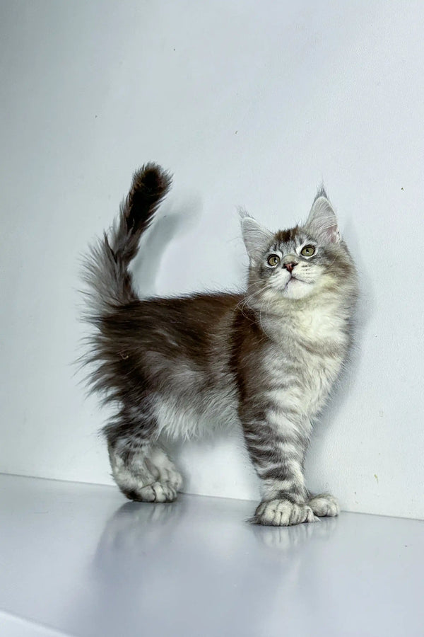 Fluffy gray and white Polydactyl Maine Coon cat with a bushy tail standing alert