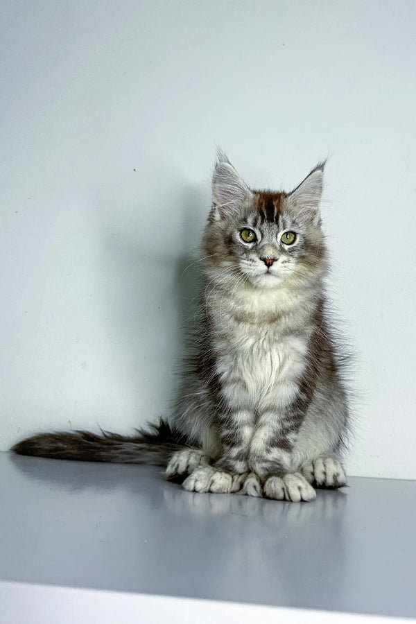 Gray and white Polydactyl Maine Coon kitten with fluffy fur and ear tufts
