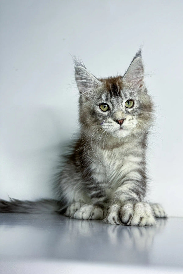 Gray tabby Polydactyl Maine Coon kitten with ear tufts and fluffy fur