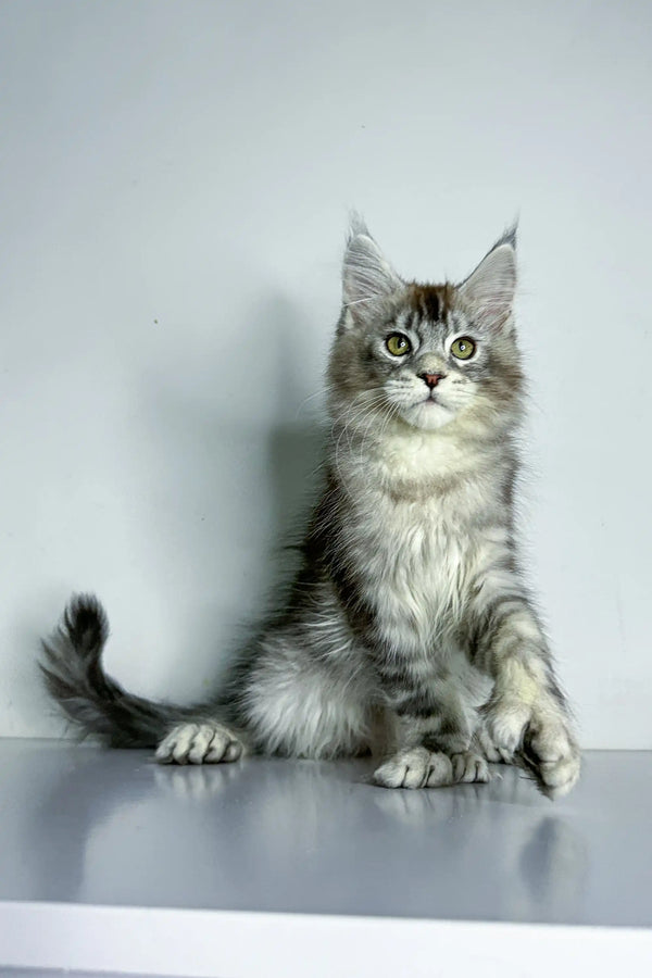 Fluffy gray and white Polydactyl Maine Coon kitten with wide eyes sitting upright