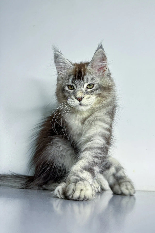 Gray and white Polydactyl Maine Coon kitten with fluffy fur and ear tufts