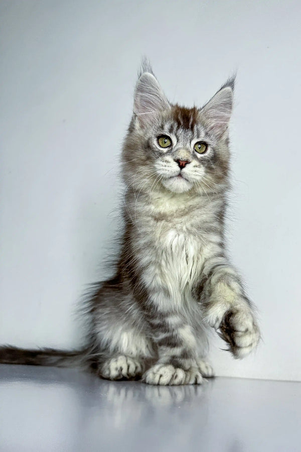 Gray and white Polydactyl Maine Coon kitten with fluffy fur and big ears