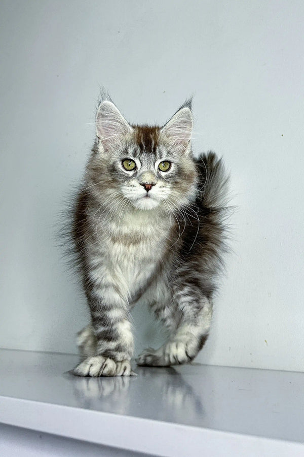 Gray and white polydactyl Maine Coon kitten with big green eyes