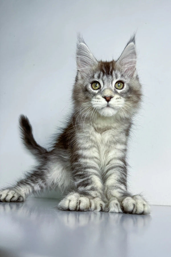 Fluffy gray and white Polydactyl Maine Coon kitten with ear tufts and wide eyes
