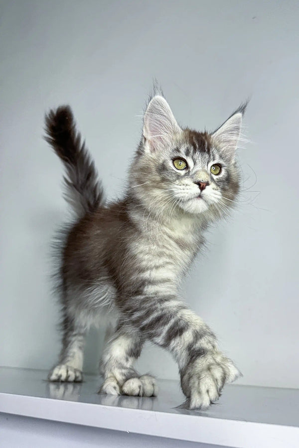Gray and white striped Polydactyl Maine Coon kitten with fluffy tail and ear tufts