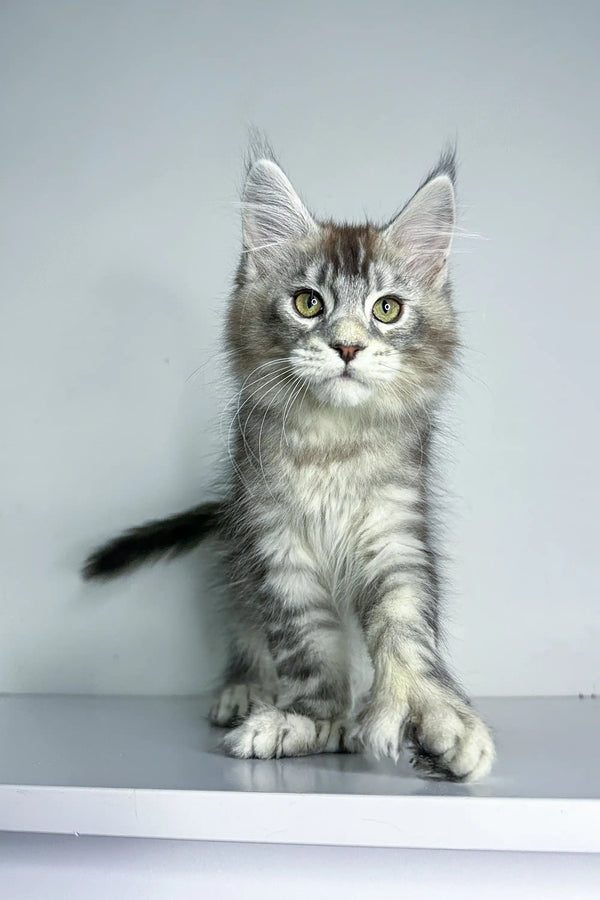 Gray and white Polydactyl Maine Coon kitten with fluffy fur and big ears