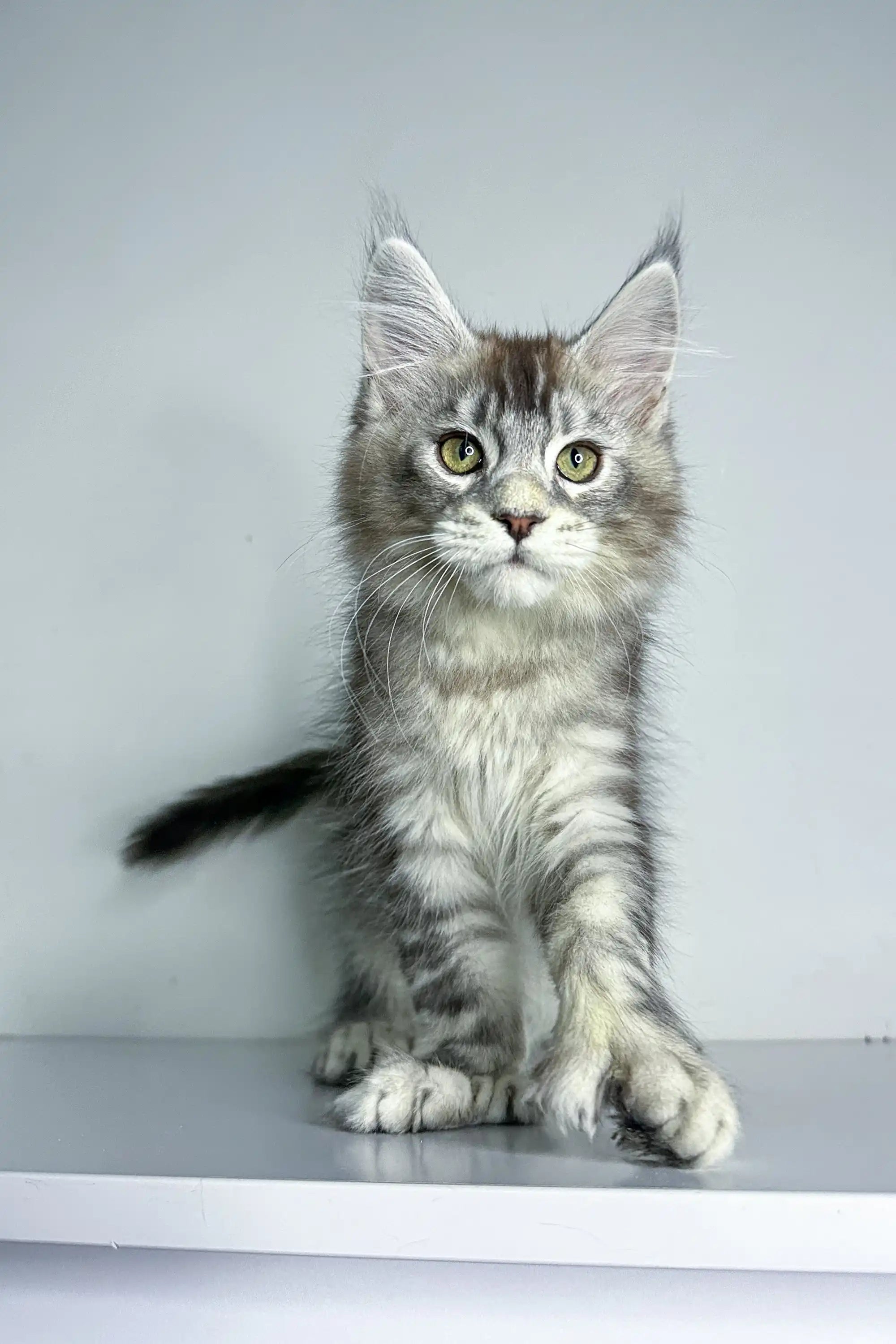 Maine Coon Kittens for Sale Christian | Polydactyl